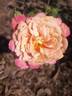 Brownie rose photo