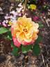 Brownie rose photo