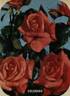 Colorado rose photo