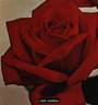 Royal Canadian rose photo