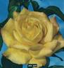Peer Gynt rose photo