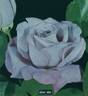 Silver Star ® rose photo