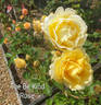 Be Kind rose photo