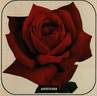 Americana rose photo