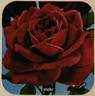 Smoky rose photo