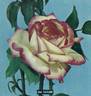 Rina Herholdt rose photo
