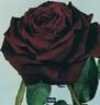 Norita ® rose photo