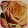 Antigone ® rose photo