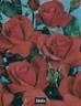 Fidélio rose photo