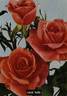 Coral Bells rose photo
