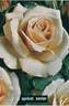 Apricot Nectar rose photo