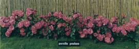 Pernille Poulsen ® rose photo