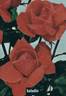 Baladin rose photo