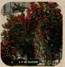 Barricade rose photo