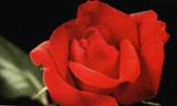 Conquête rose photo