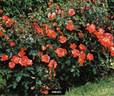 Annabel rose photo
