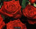 Esther Ofarim rose photo