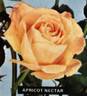 Apricot Nectar rose photo