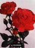Colorado rose photo
