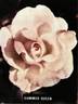 Summer Queen rose photo