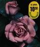 Silver Star ® rose photo