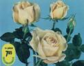 Apricot Nectar rose photo