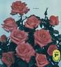 Anabell ® rose photo