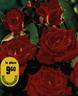 Esther Ofarim rose photo