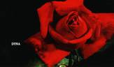 Dyna rose photo