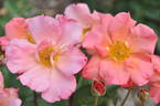 Butterfly Magic rose photo