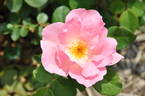 Country Song rose photo