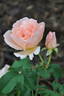 Country Song rose photo