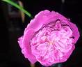 Falstaff rose photo