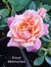 Fond Memories rose photo