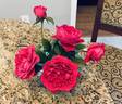 Rouge Royale ® rose photo