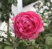 Pretty in Pink Eden® rose photo