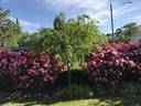 Pink Double Knock Out rose photo