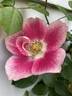 Funny Face ™ rose photo