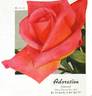 Adoration rose photo