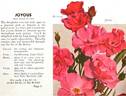 Joyous rose photo