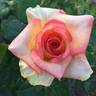 Sunny Sundays rose photo