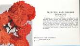Princess van Orange rose photo