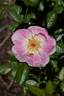 Emma de Périgueux rose photo