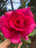 Cynthia rose photo