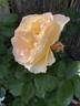 Flirtatious ™ rose photo