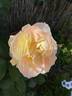 Flirtatious ™ rose photo