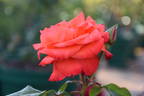 Hawaii rose photo