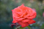 Hawaii rose photo