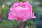 Grandma's Rose rose photo