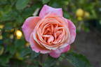 Jessica rose photo